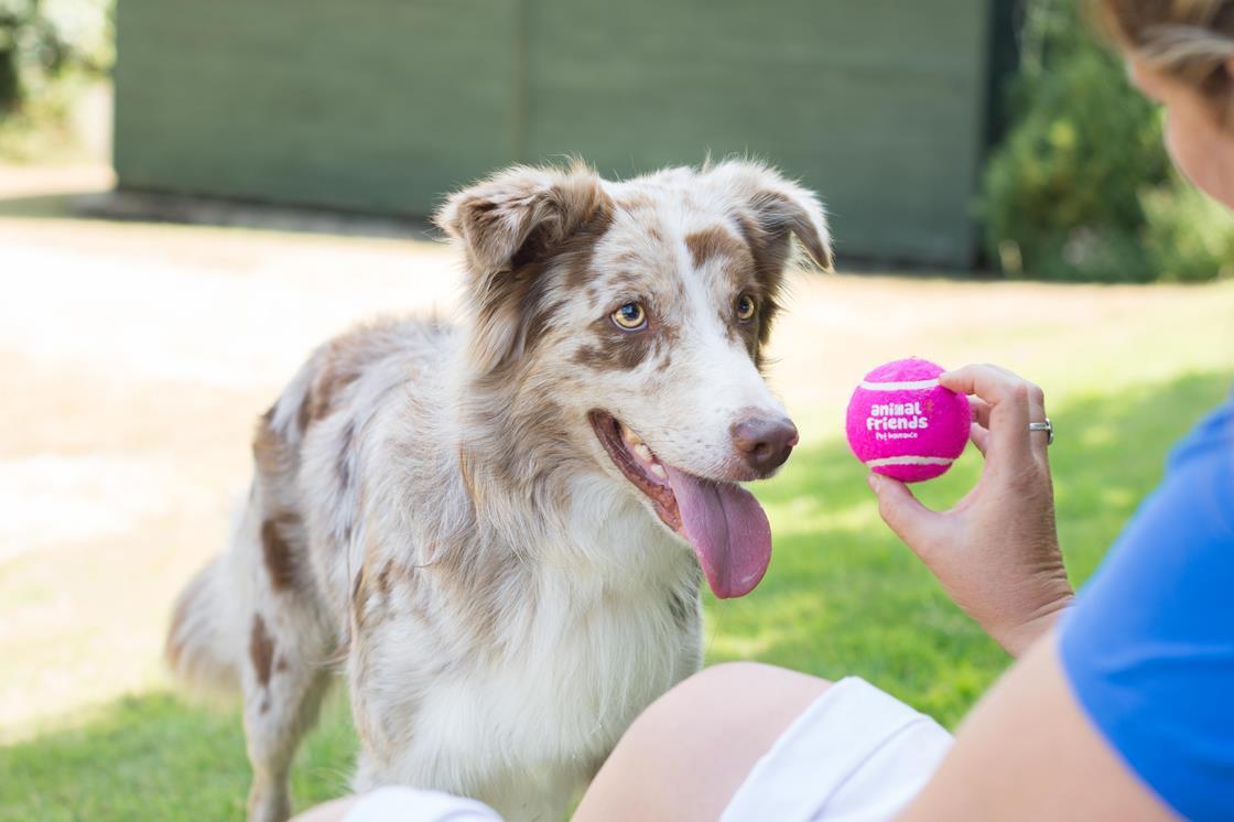 Animal Friends Insurance partners with Aviva News Insurance Times