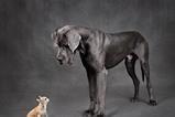 big and small, dog and cat