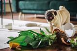 pet damage pug