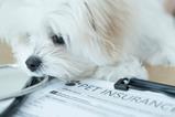 pet insurance fluffy dog