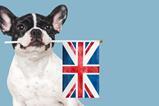 dog uk