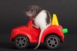rat in a car