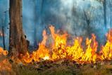 wildfire
