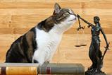 pet legislation