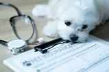 petinsurance