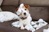 pet damage dog