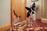 pet damage