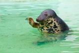 high five seal 2