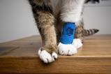 cat with bandage