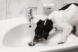 dog tap flood
