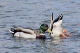 ducks