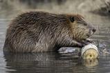 beaver