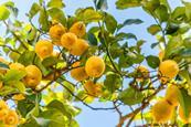 lemon tree 