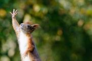 squirrel high five