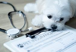 vet dog