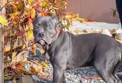 XL Bully puppy