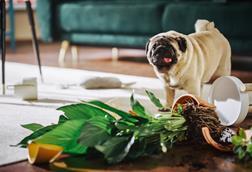 pet damage pug