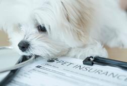 pet insurance fluffy dog