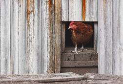 chicken, henhouse, fraud