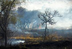Wildfire