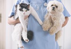 cat dog vet fluffy