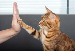 High five, cat