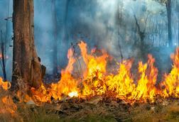 wildfire