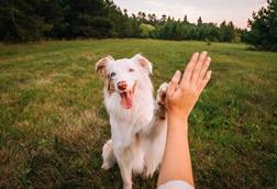 high five