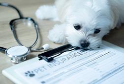 petinsurance