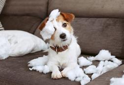 pet damage dog