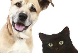 Pet insurance