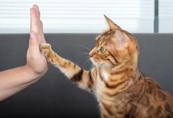 bengal cat high five