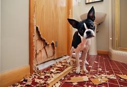 pet damage