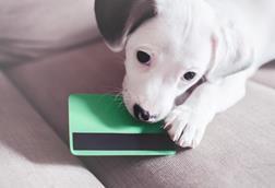 pet insurance (2)