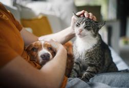 pets at home