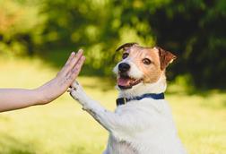 high five