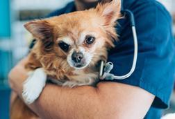 dog vet
