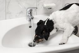 dog tap flood