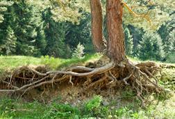 tree roots