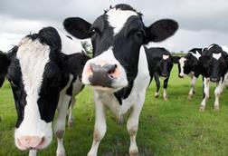 cow