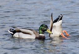 ducks