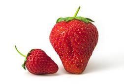 big and small, strawberry
