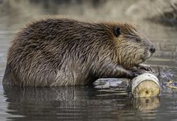 beaver