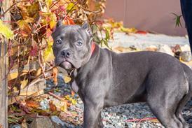 XL Bully puppy