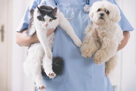 cat dog vet fluffy