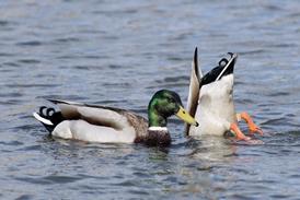 ducks
