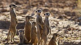 Meerkats