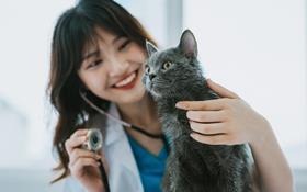 cat and vet