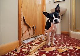 pet damage
