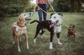 dog walker